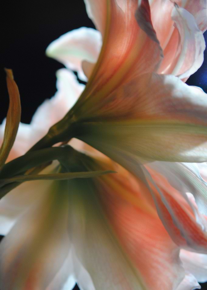 Amaryllis In The Light
