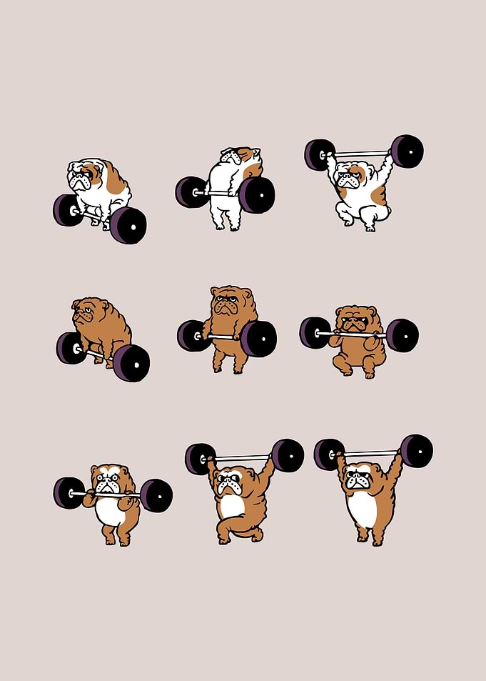 Olympic Lifting Bulldog