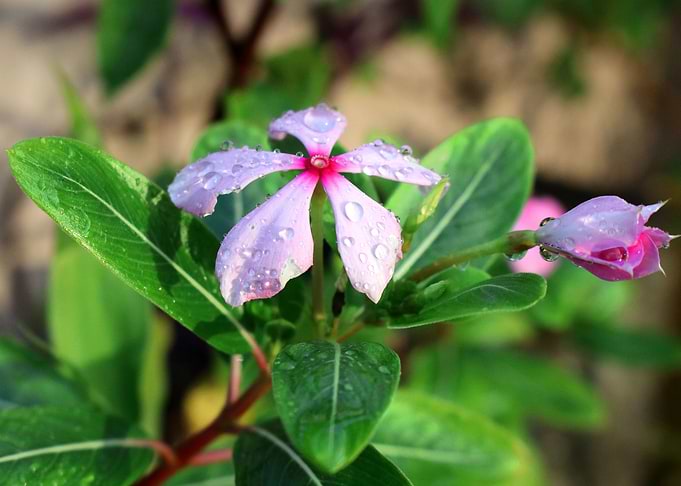 Madagascar Periwinkle