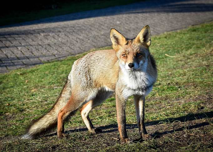 Fox