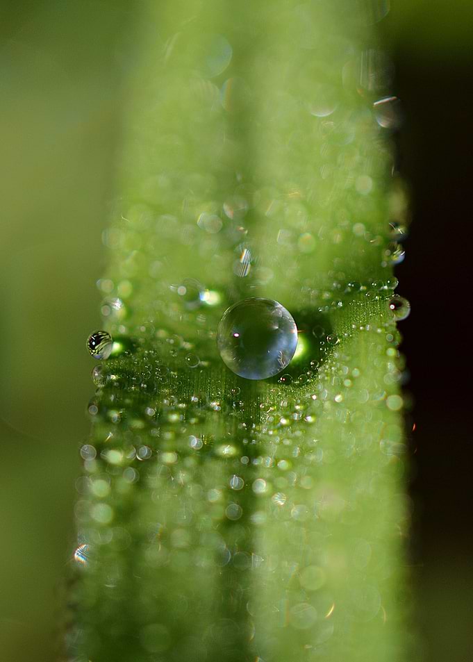 Artwork of Nature