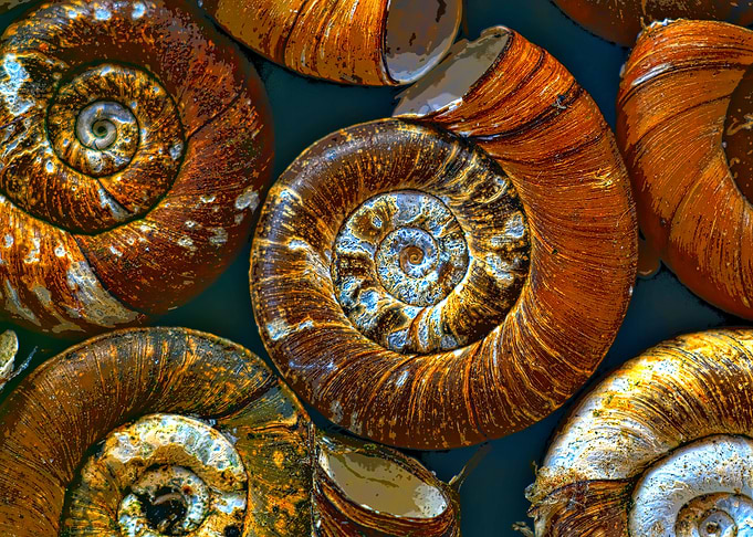 Shells of ramshornsnails
