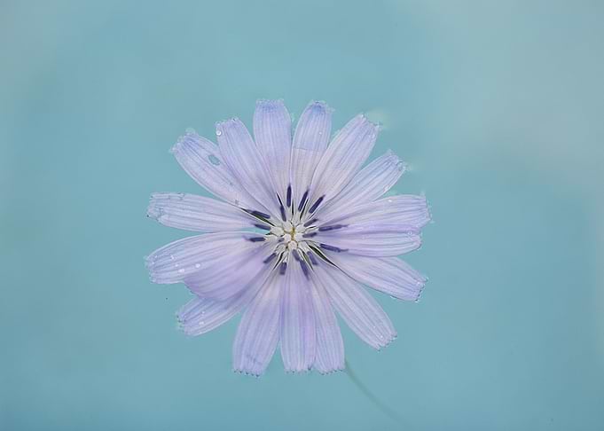 Floating Flower