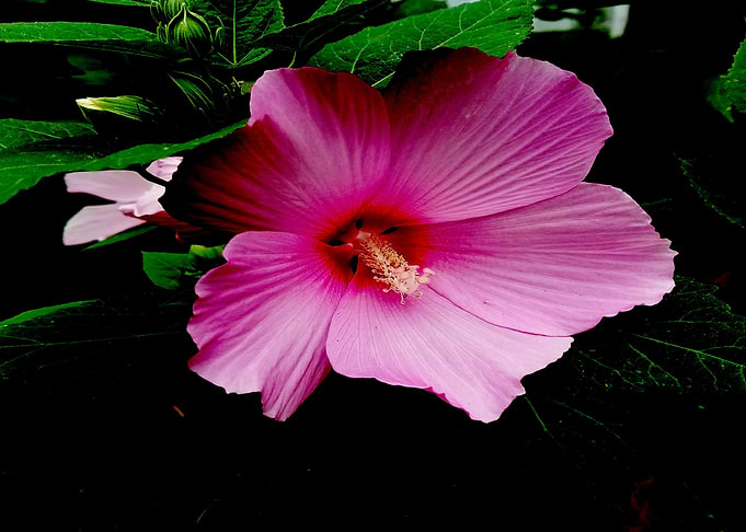 Hot Pink Hibiscus