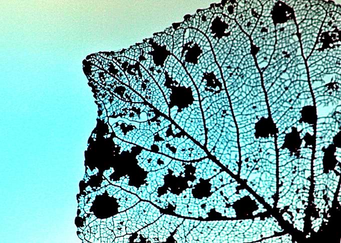 Weathered Poplar Leaf