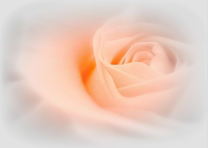 Timeless Rose