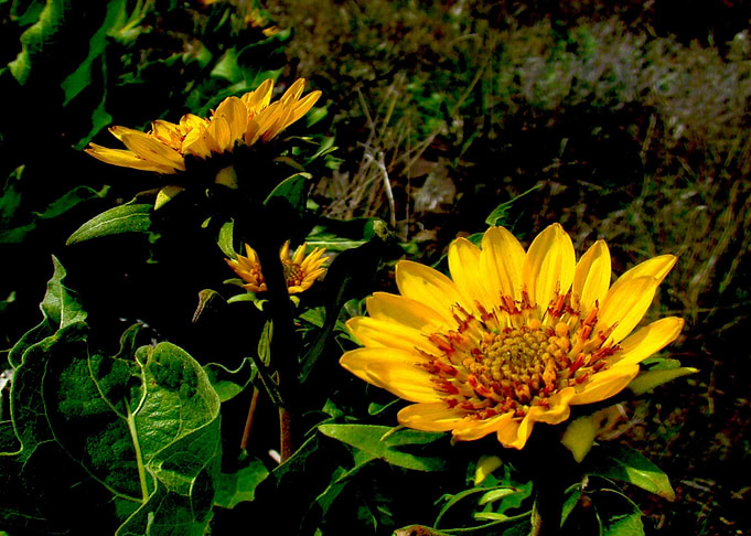 Sunshine Babies