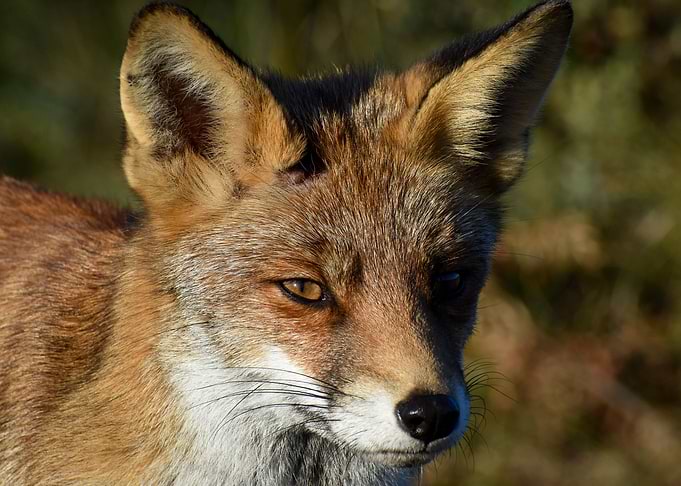 Fox