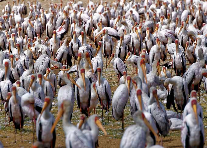 Flamingo family