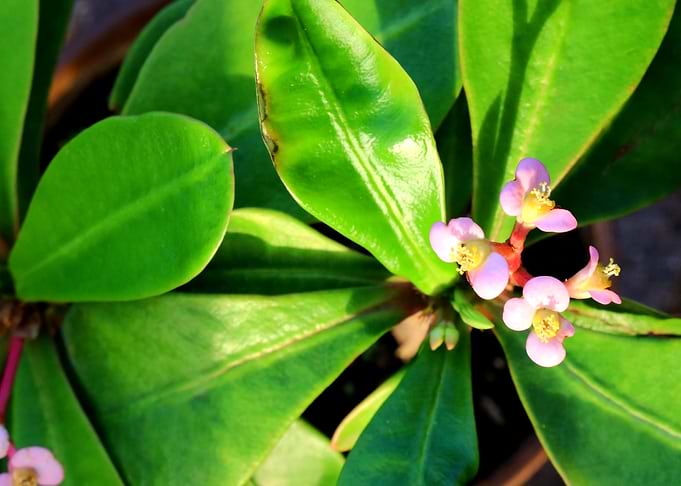 Crown of thorns