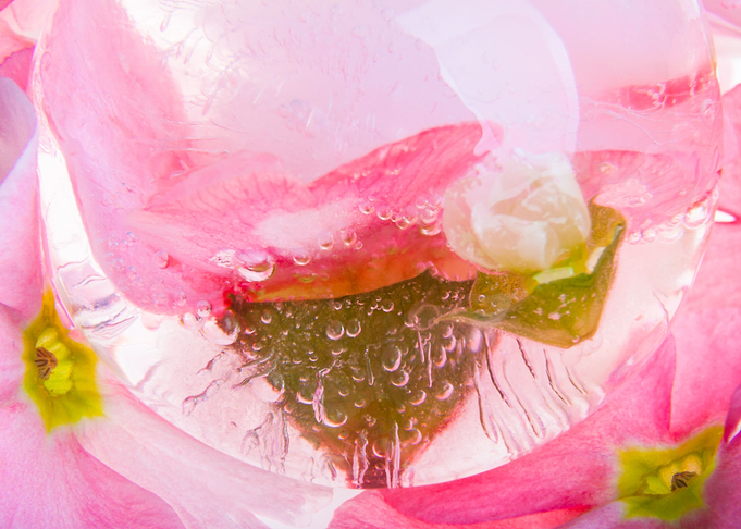 Primula in ice sphere
