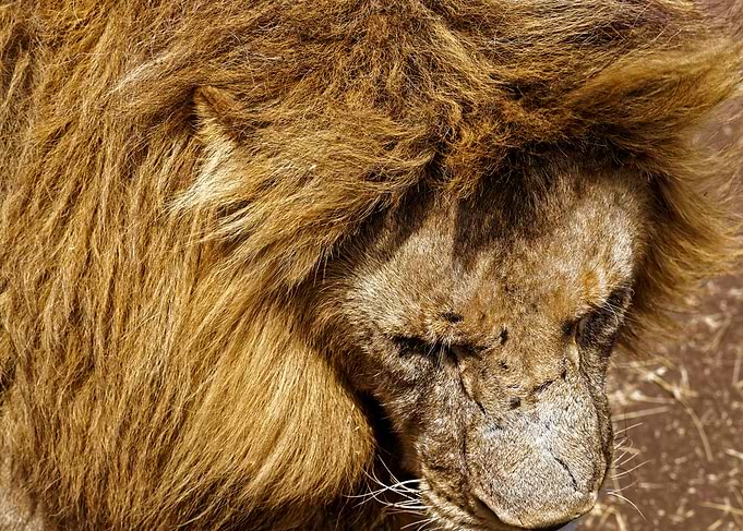 Lion Afrika Tanzania