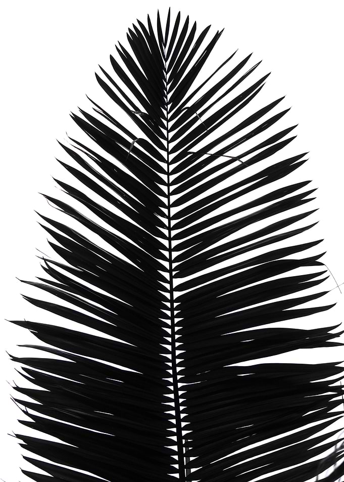 palmleafs bw