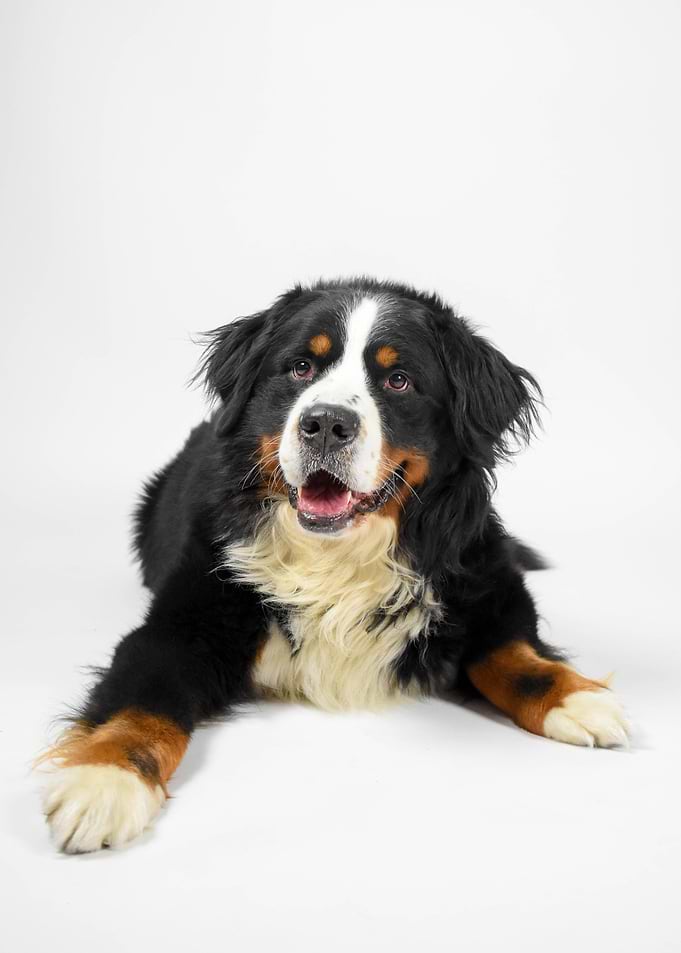 Bernese Mountain Dog