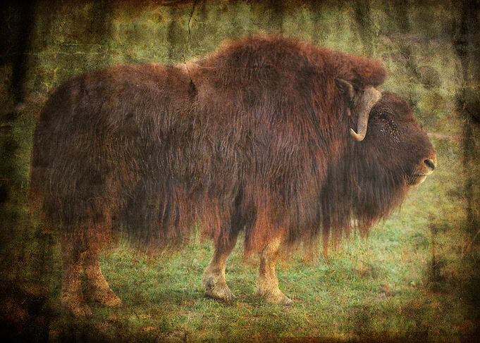Buffalo