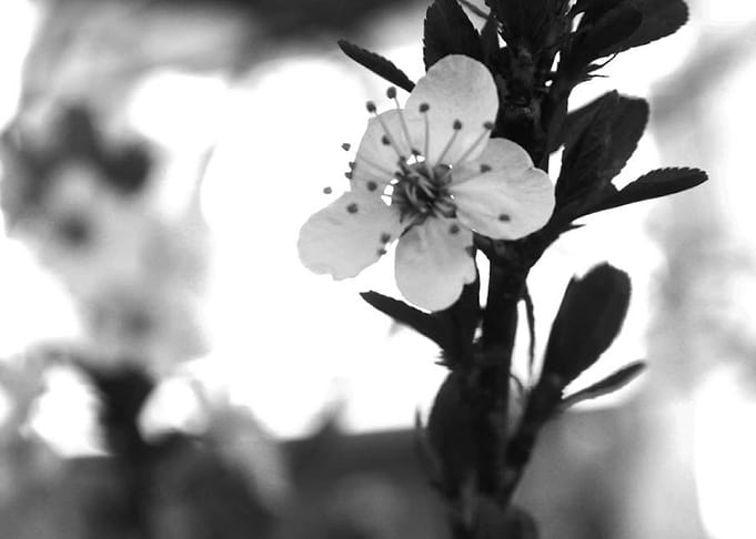 Plum Blossom