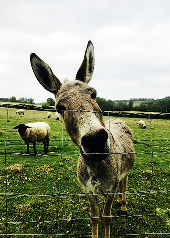 Donkey