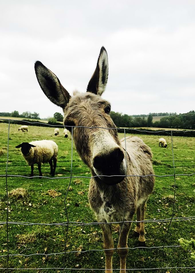 Donkey