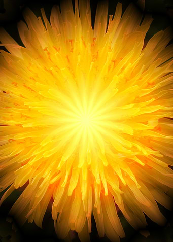 Dandelion Fire