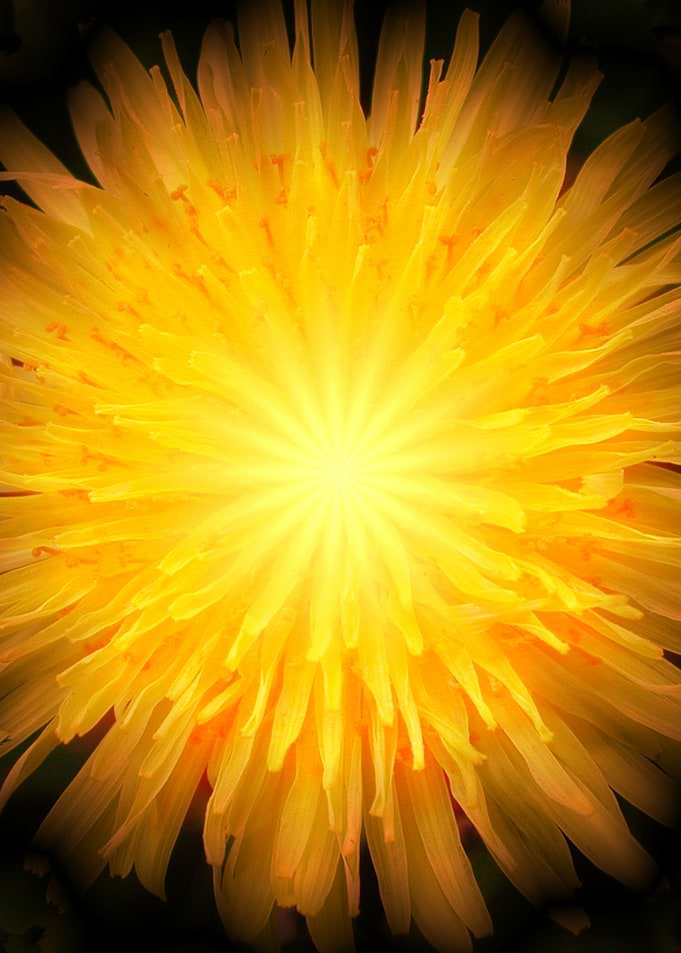 Dandelion Fire