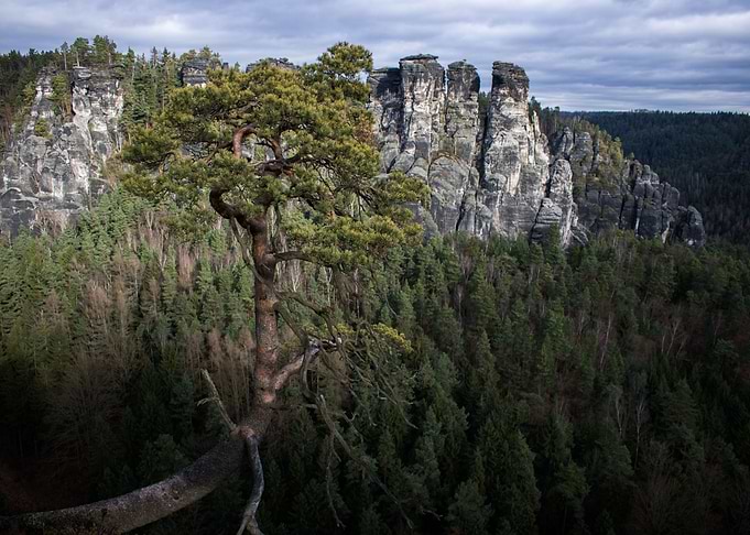 The Unusual Tree