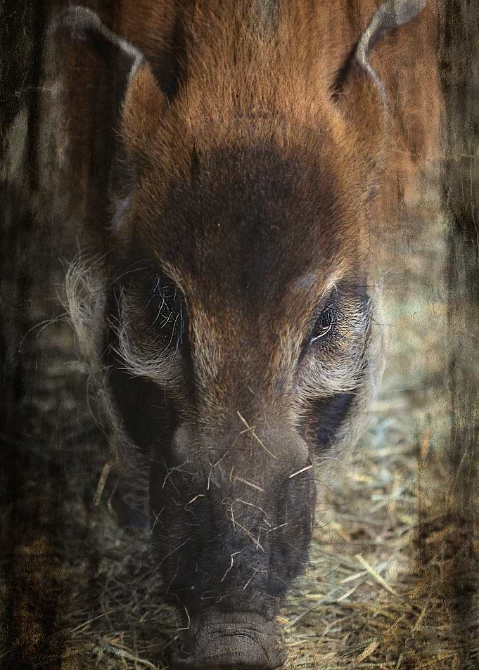 Pomba