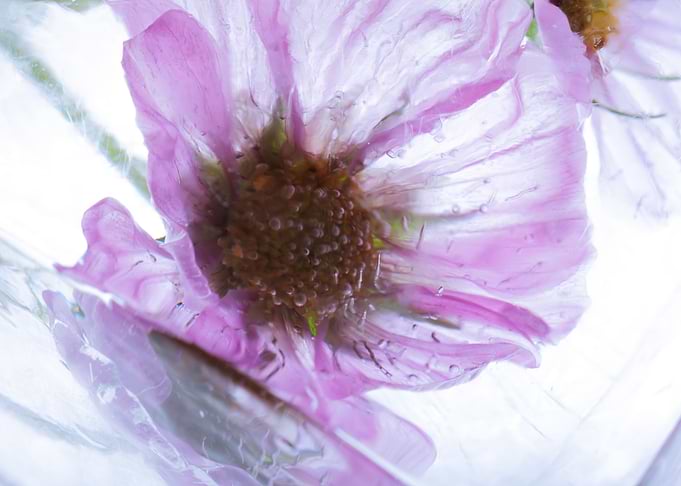 Mexican aster in ice 2