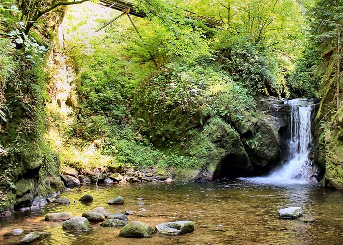 Forest Waterfall Nature