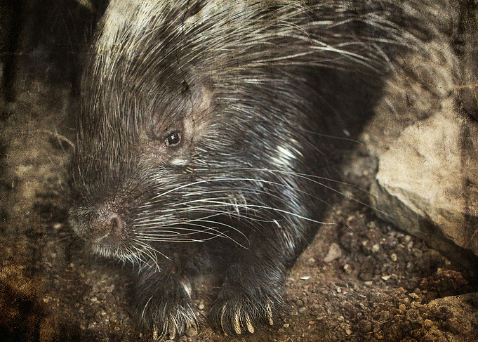 Porcupine