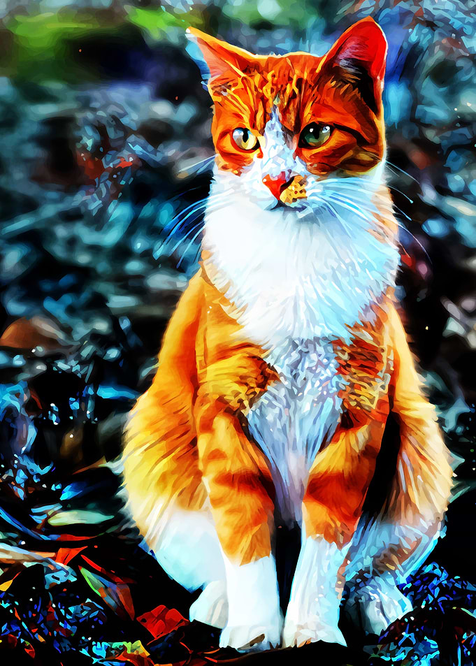 Orange Cat
