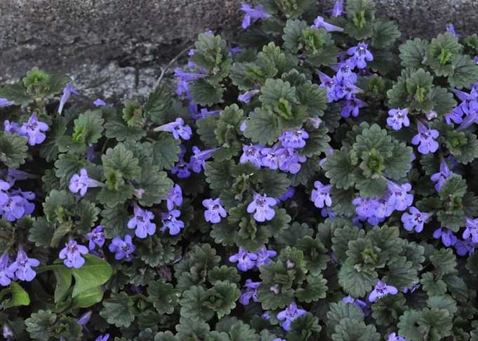 Ivy