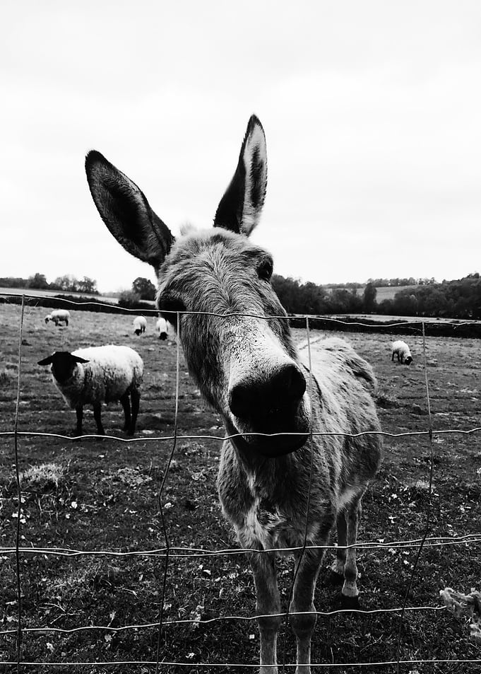 Donkey