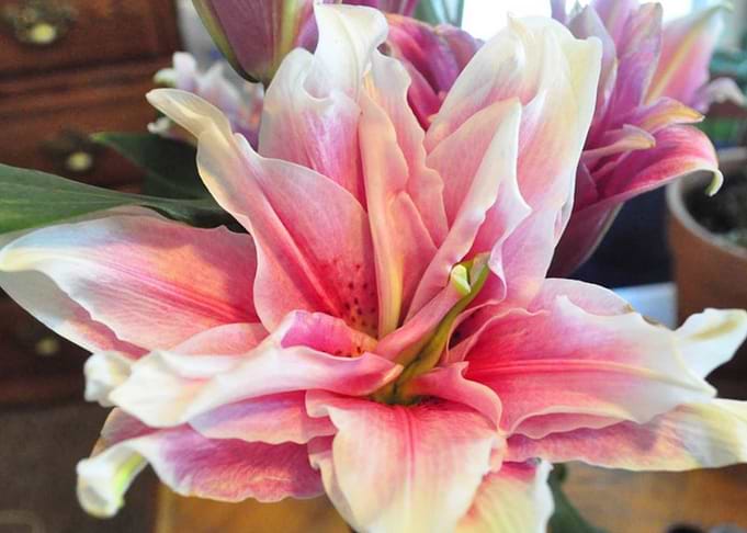 Rose Lily