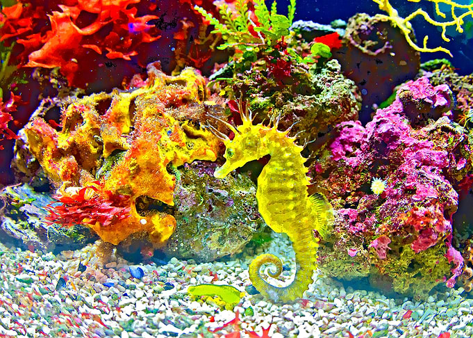 Seahorse