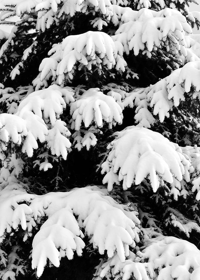 Snow Covered Fir Tree