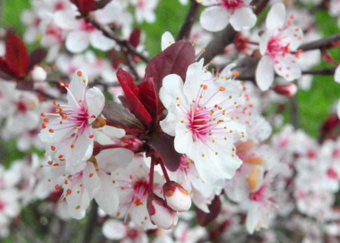 Plum Blossoms