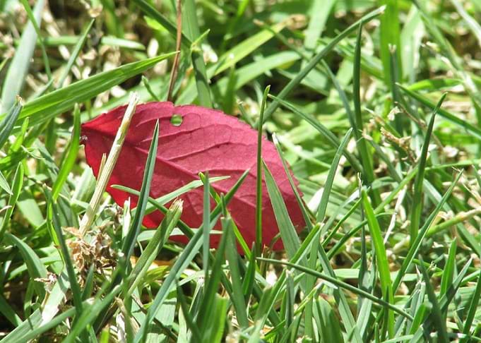 Leaf