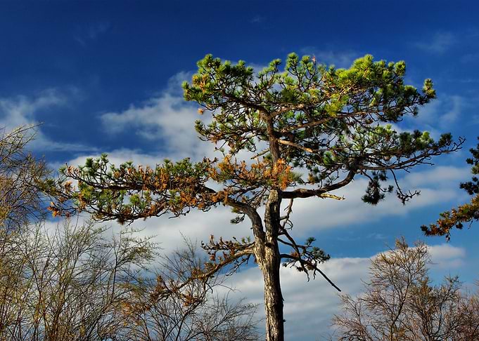A tree