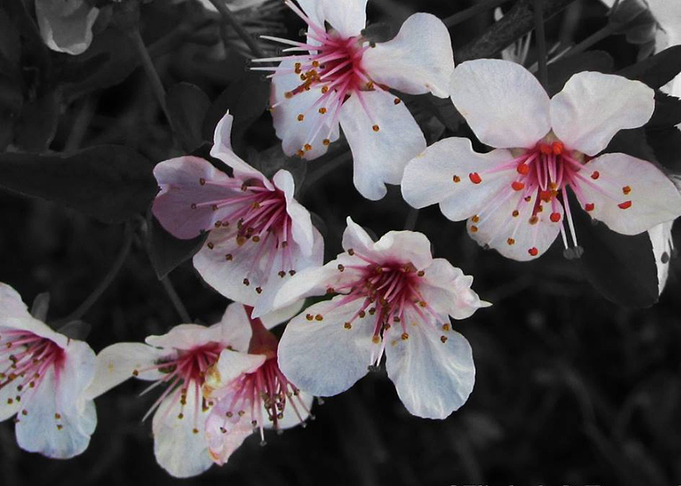 Plum Blossoms