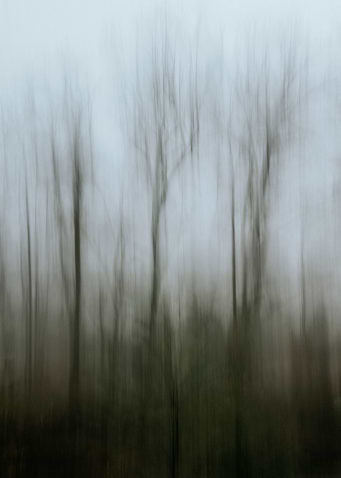 The Forest