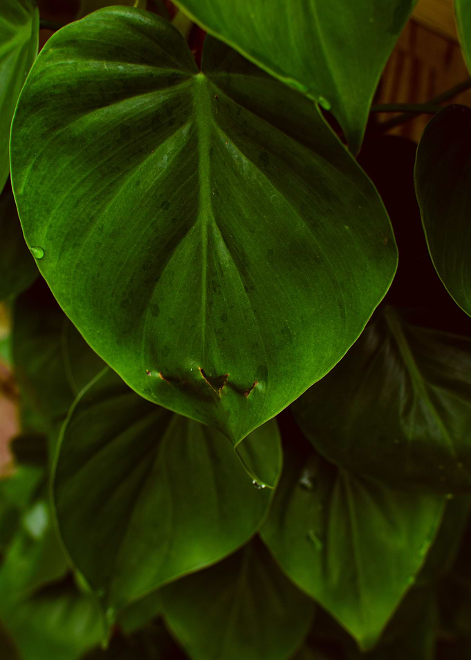 Leaves