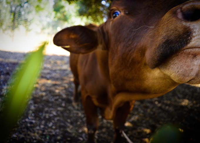 CALF UP CLOSE