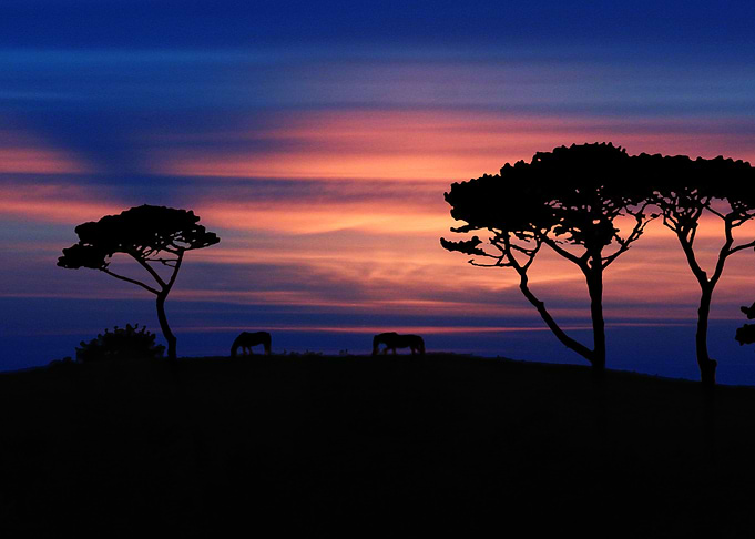 Blue Horses on the Hill