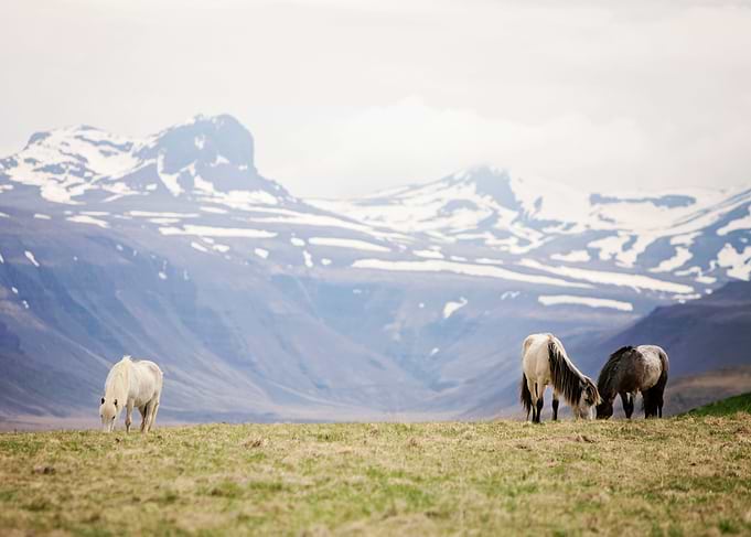 Horse Heaven