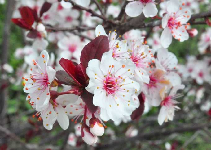 Plum Blossom
