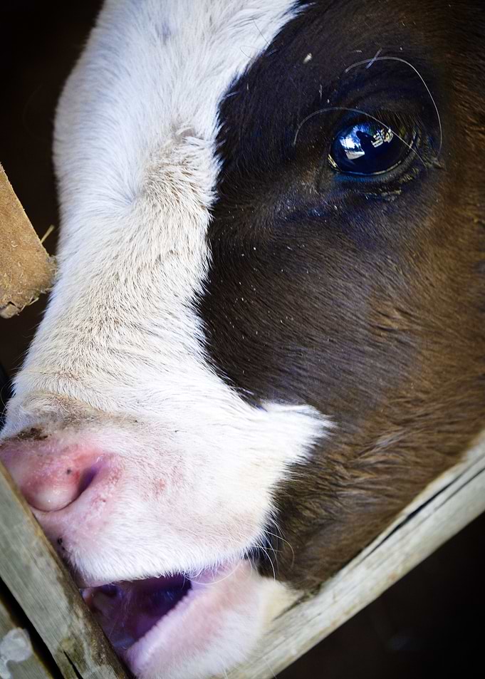 baby calf