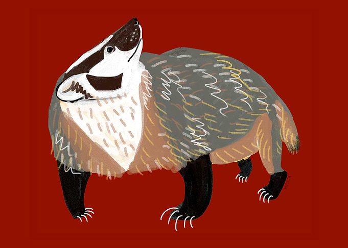 Western American badger