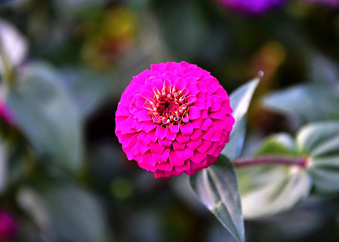 pink in vietnam