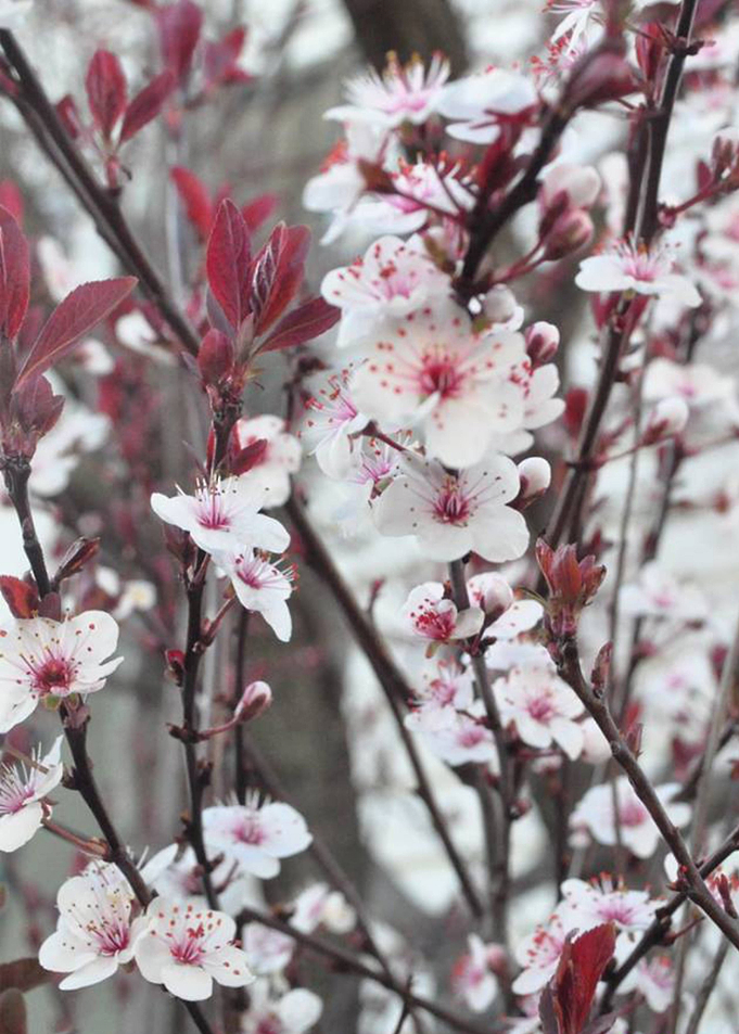 Plum Blossoms