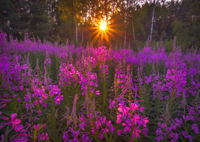 Blooming field